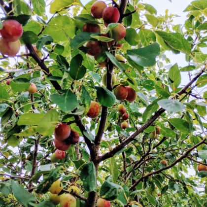 Dżem z mirabelek fioletowych,niskosłodzony {3,50 zł/100g}