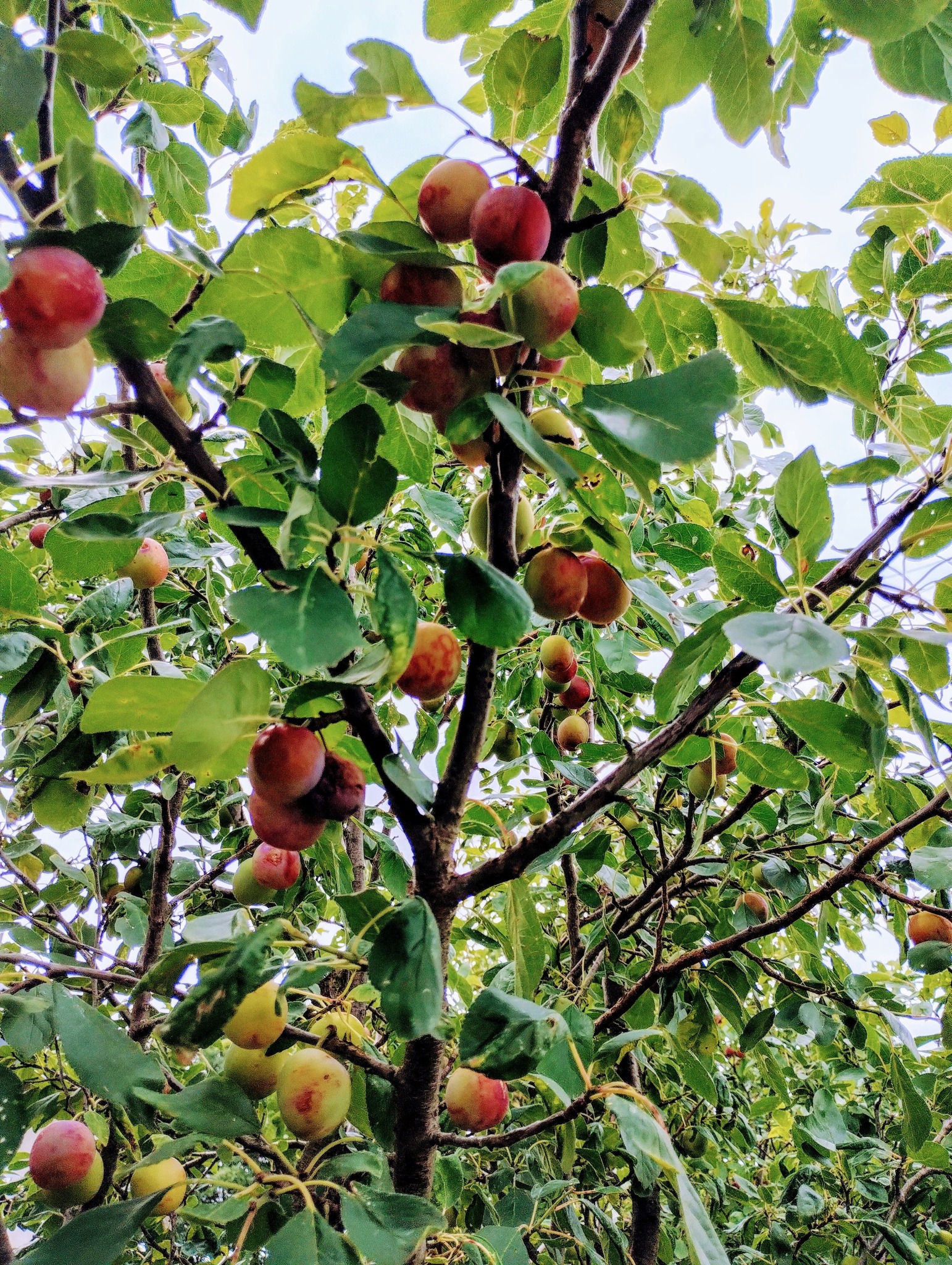 Dżem z mirabelek fioletowych,niskosłodzony {3,50 zł/100g}