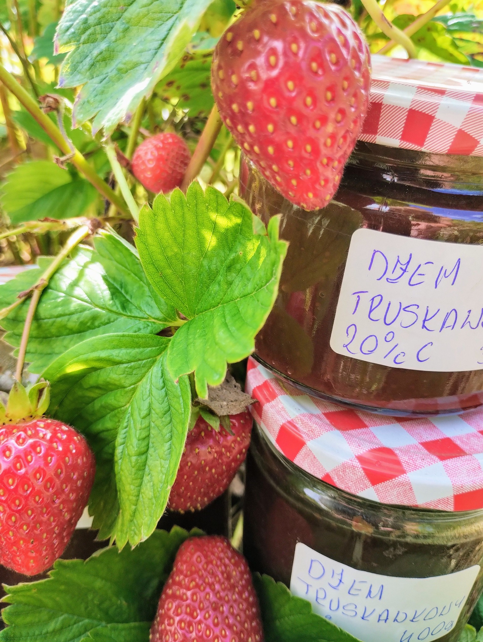 Dżem truskawkowy. 20% cukru. Gładki. {3,50zł/100g}