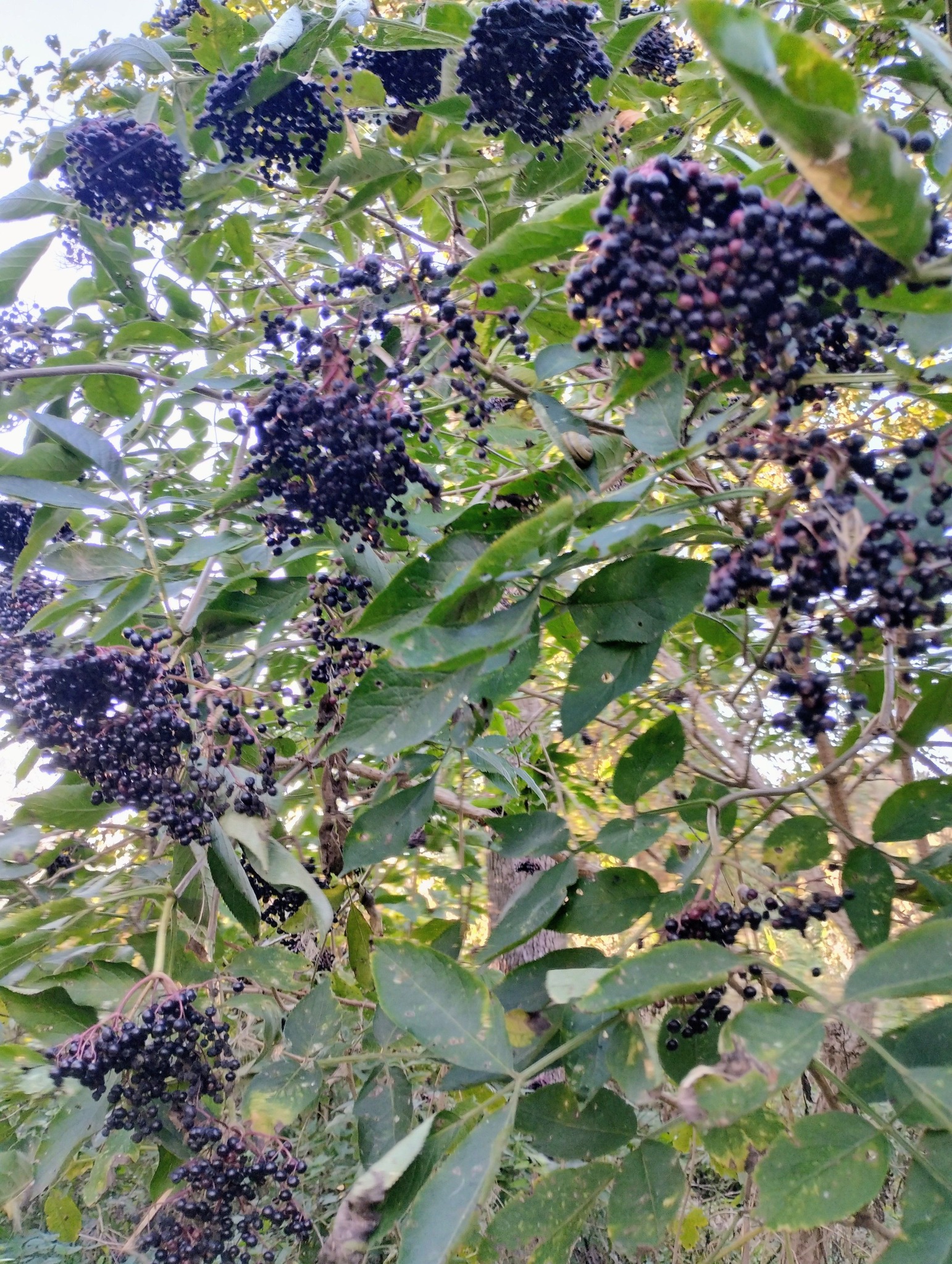 Syrop z owoców czarnego bzu z sokiem z cytryn. 20% cukru 330g. {5 zł/100g} - obrazek 2